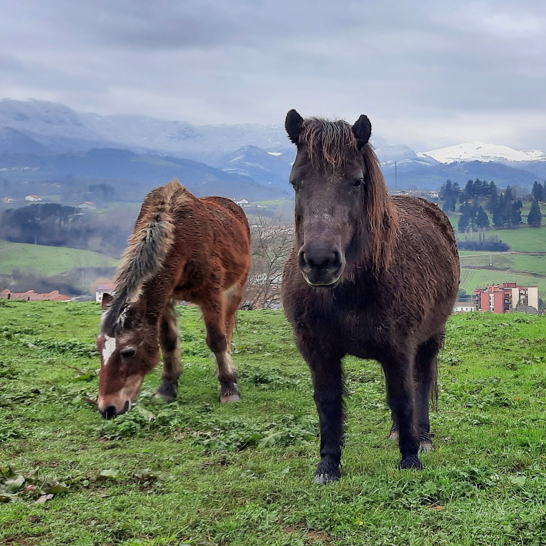 Caballos en Amasa